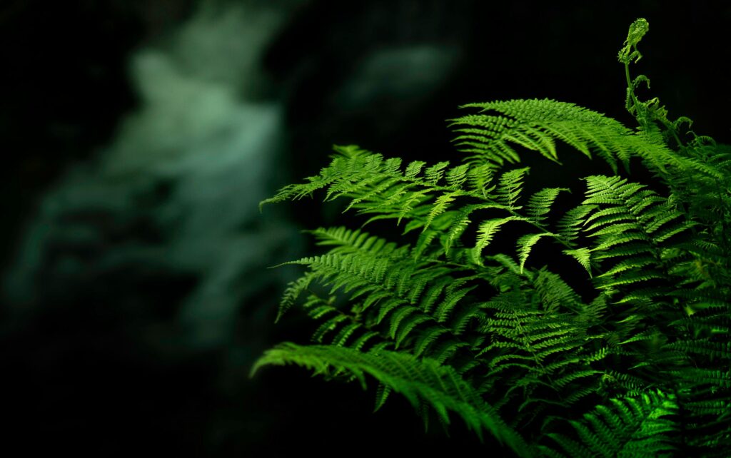 Vibrant green fern leaves creating a striking contrast against a dark backdrop.